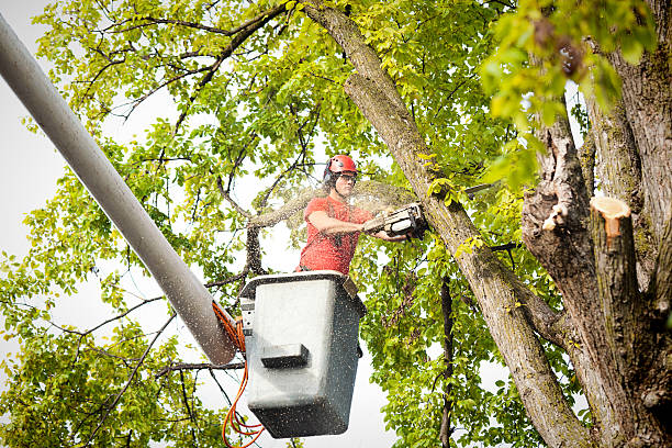 Best Tree Cutting Near Me  in Purcellville, VA